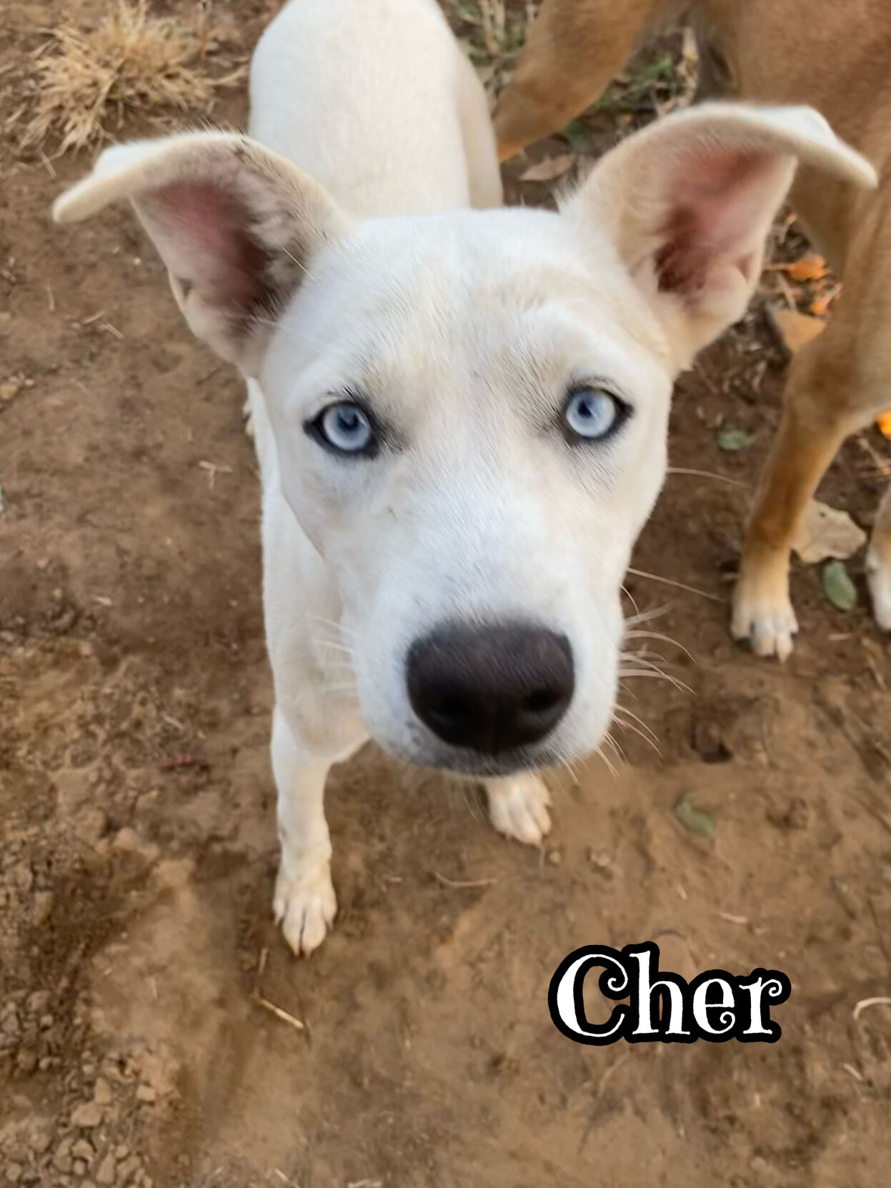 Cher